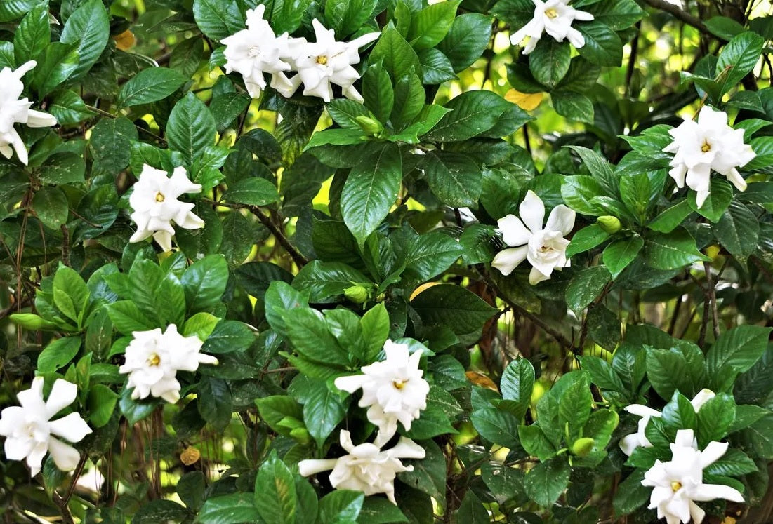 Gardenia Professor Pucci Standards (Gardenia augusta)
