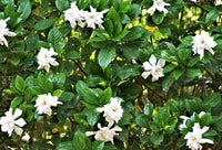 Gardenia Professor Pucci Standards (Gardenia augusta)