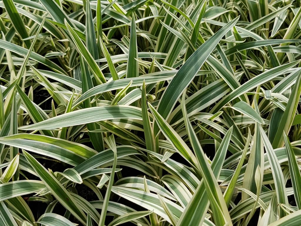 Dianella Silver STREAK™ (Flax Lily) - Ladybird Nursery