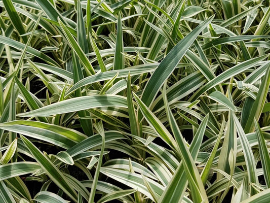Flax Lily STREAK™ (Dianella SILVER)