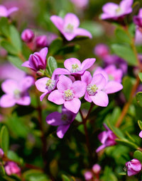 Geraldton Wax Local Hero (Chamelaucium)