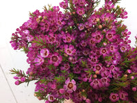 Geraldton Wax Ninas Delight (Chamelaucium)