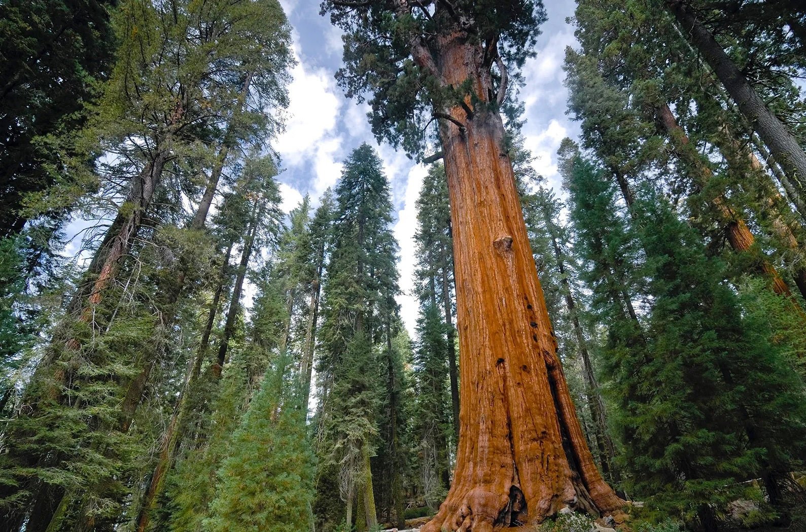 Giant Sequoia (Sequoiadendron giganteum) - Ladybird Nursery