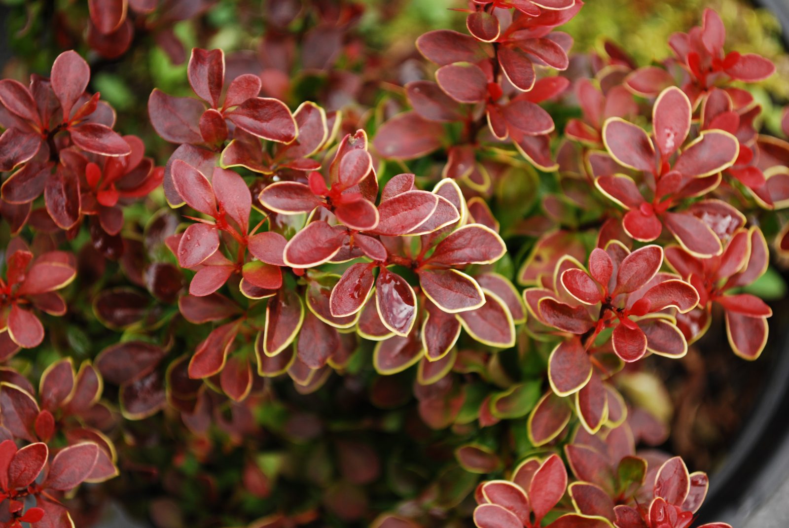 Gold Ring Japanese Barberry (Berberis thunbergii) - Ladybird Nursery