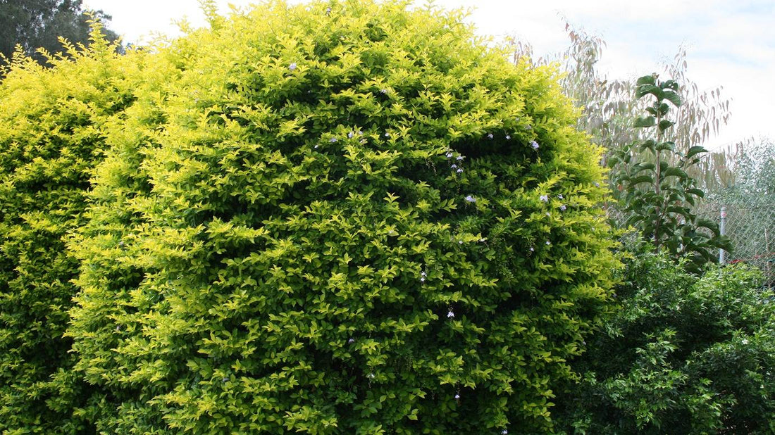 Golden Dewdrop Sheenas Gold (Duranta erecta) - Ladybird Nursery