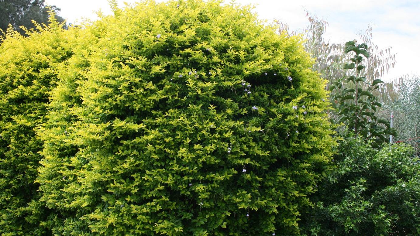 Golden Dewdrop Sheenas Gold (Duranta erecta)