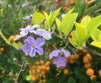 Golden Dewdrop Squatters Gold (Duranta erecta)