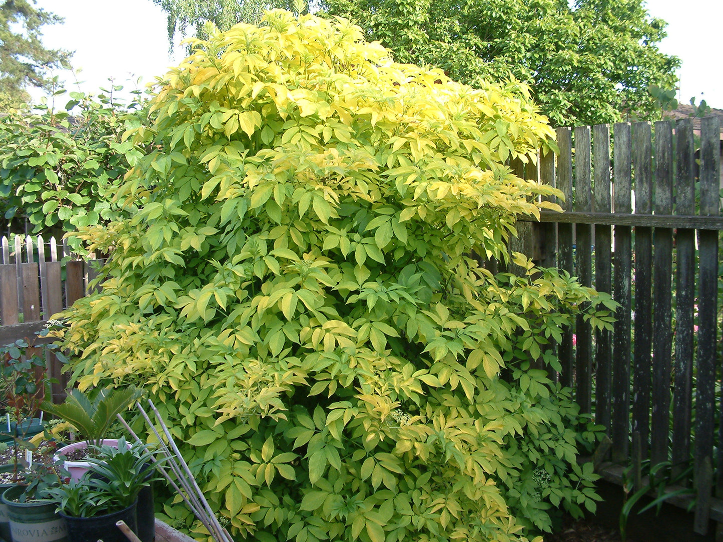 Golden Elderberry Aurea (Sambucus nigra)