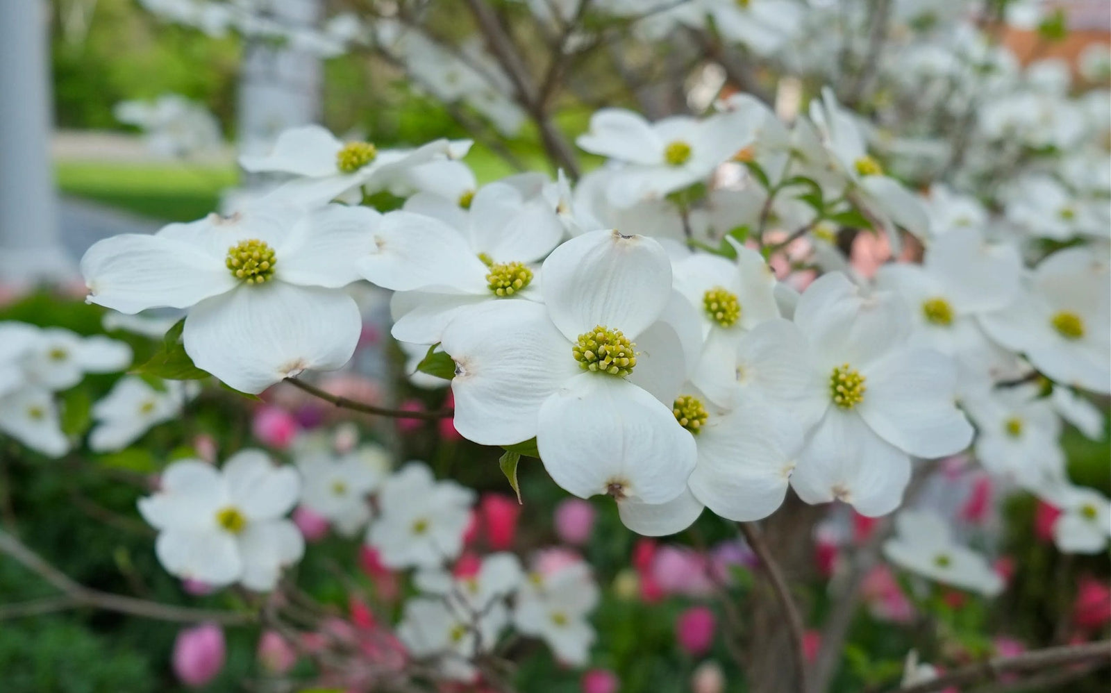 Flowering Dogwood First Lady (Cornus florida) - Ladybird Nursery
