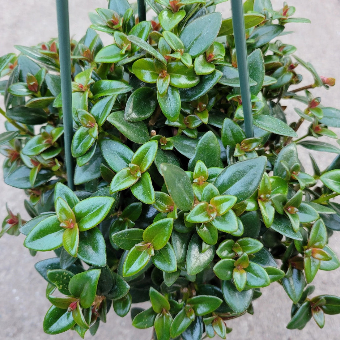 Goldfish Plant Assorted (Nematanthus spp.) - Ladybird Nursery