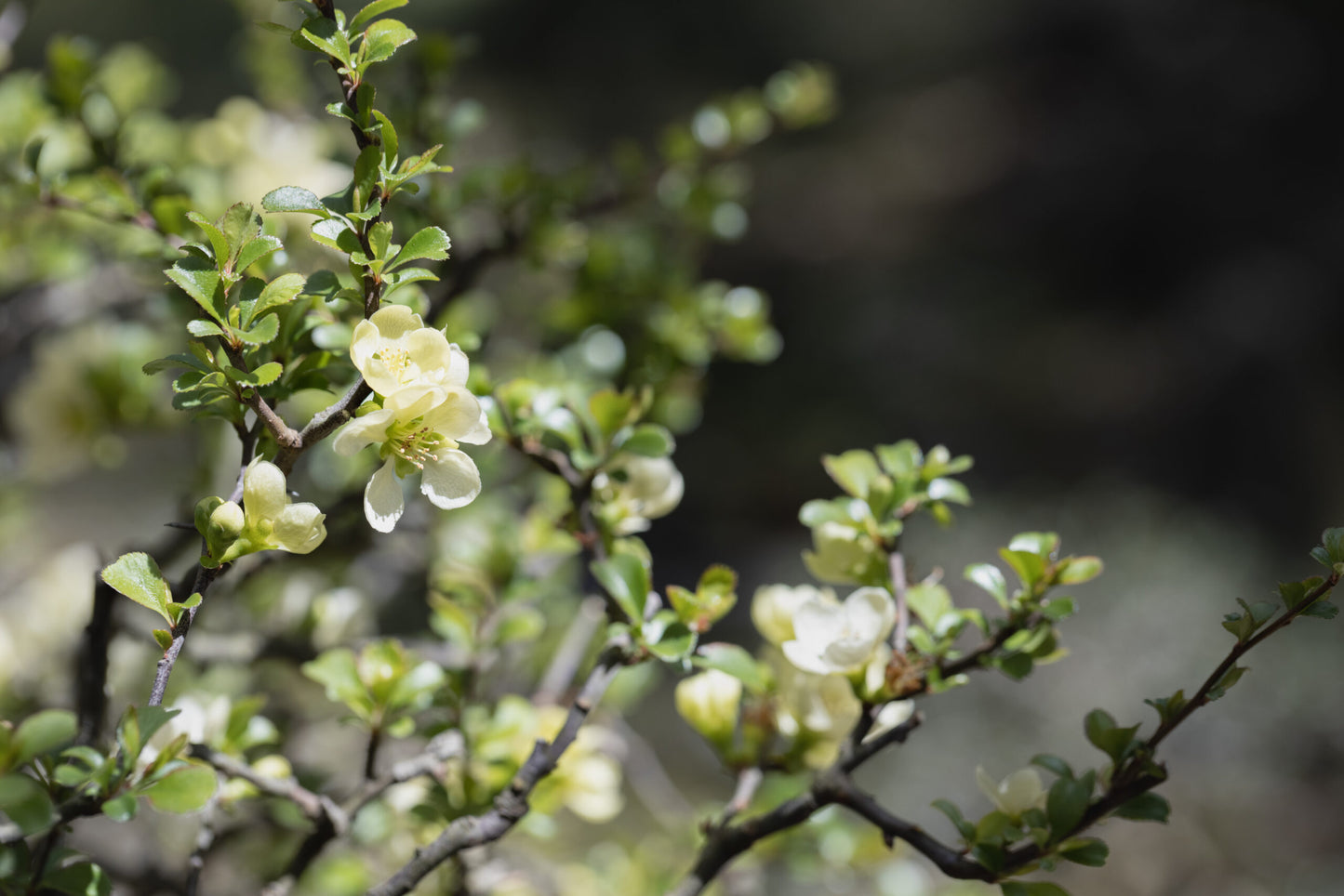 Flowering Quince Nivalis (Chaenomeles speciosa)