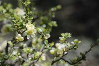 Flowering Quince Nivalis (Chaenomeles speciosa)