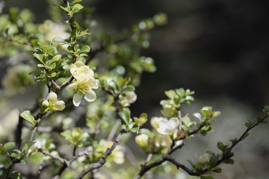 Flowering Quince Nivalis (Chaenomeles speciosa)