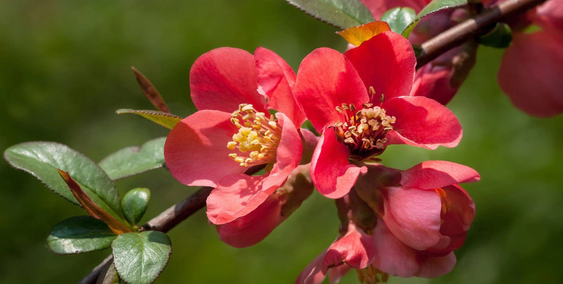 Flowering Quince Winter Cheer (Chaenomeles speciosa) - Ladybird Nursery