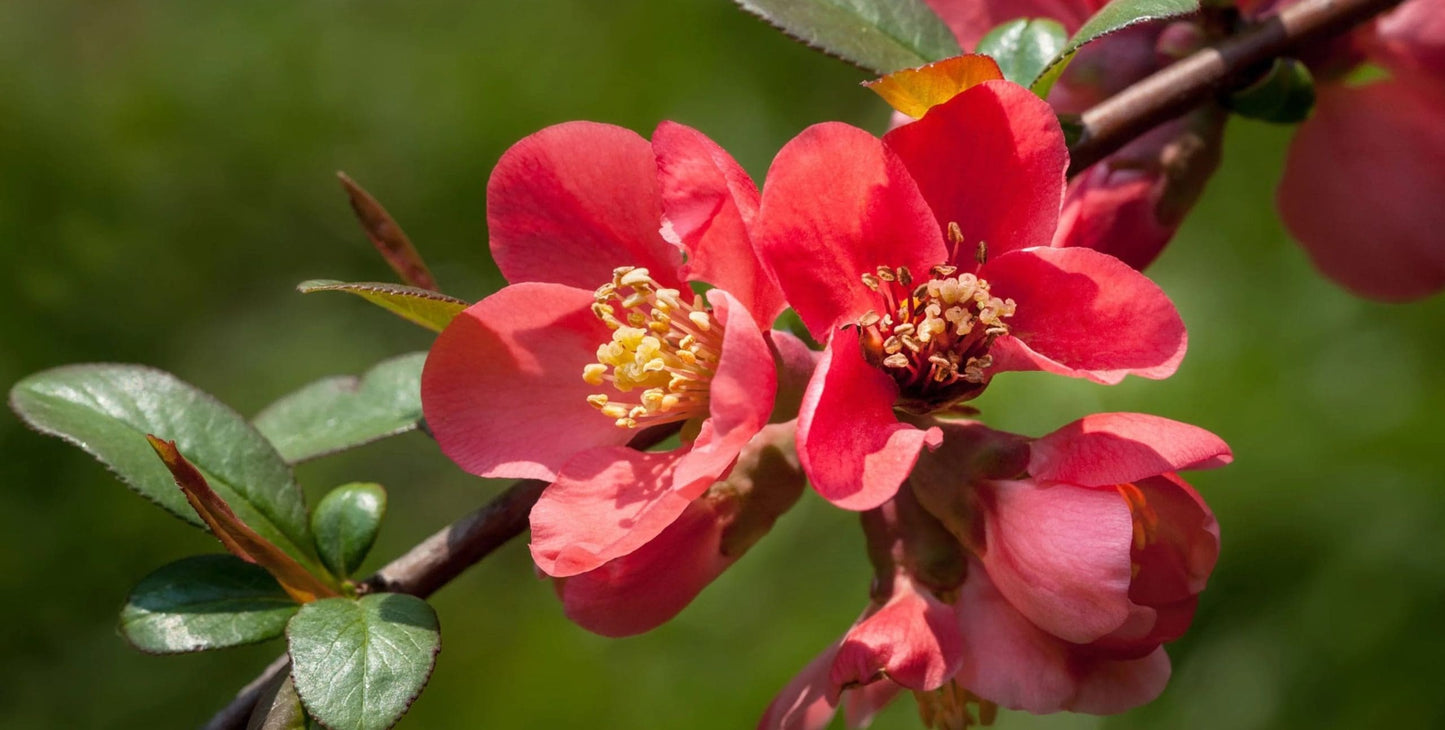 Flowering Quince Winter Cheer (Chaenomeles speciosa)