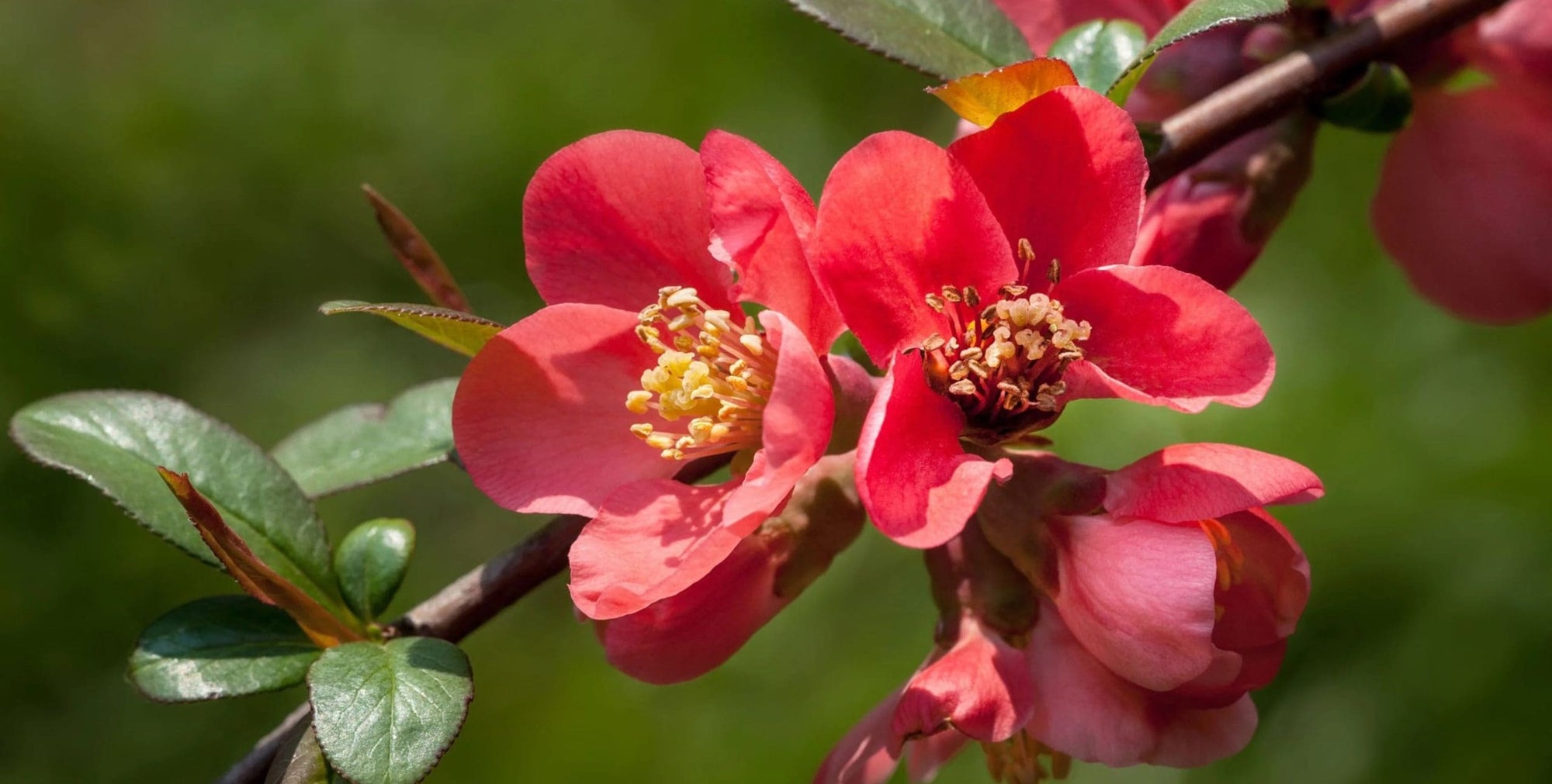 Flowering Quince Winter Cheer (Chaenomeles speciosa) - Ladybird Nursery