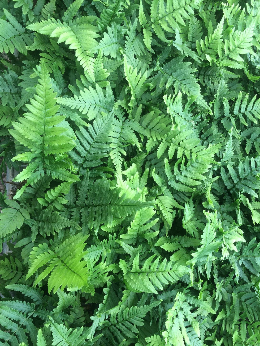 Fluffy Duck Fern (Blechnum Fluffy) - Ladybird Nursery