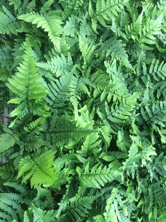 Fluffy Duck Fern (Blechnum Fluffy)