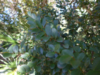 Forest Bush (Eugenia zeyheri)