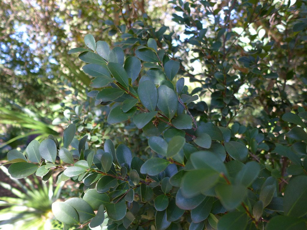 Forest Bush (Eugenia zeyheri) - Ladybird Nursery