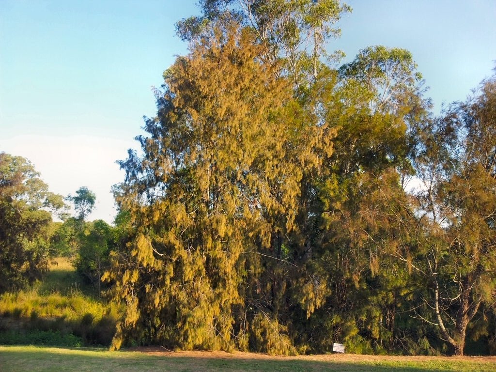 Forest Oak (Allocasuarina torulosa) - Ladybird Nursery