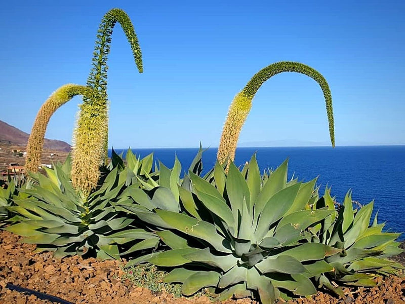 Fox Tail Agave Foxtail (Agave attenuata)