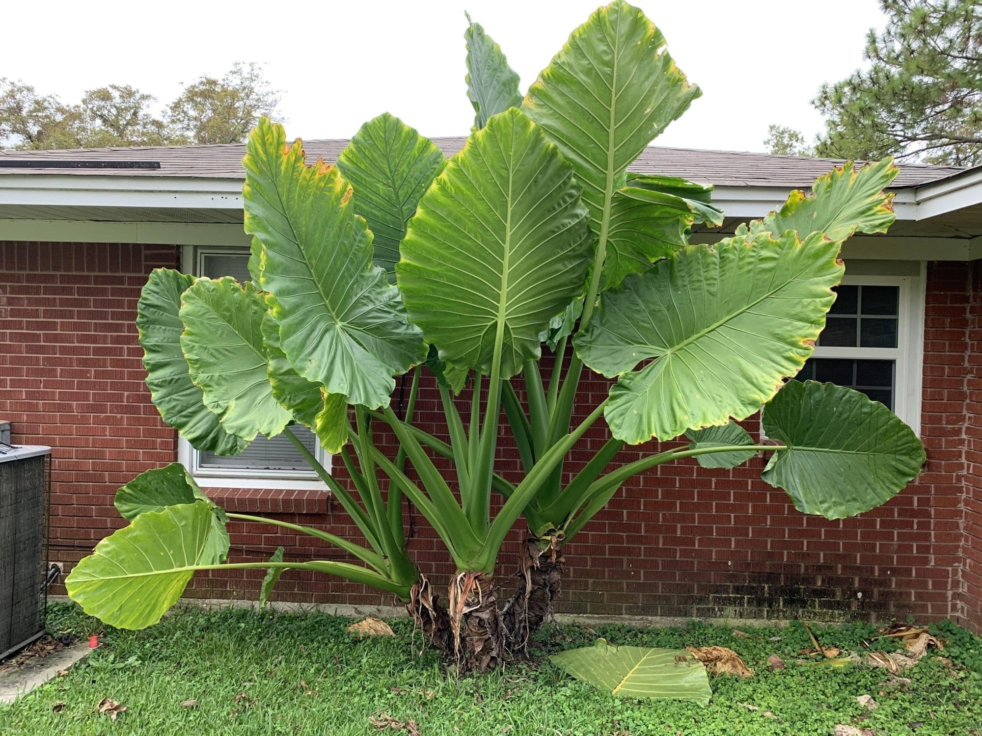 Giant Elephant Ear (Alocasia macrorrhizos) - Ladybird Nursery