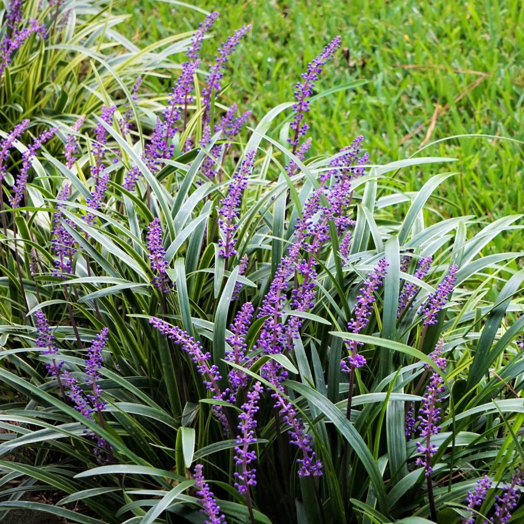 Giant Lilyturf (Liriope gigantea) - Ladybird Nursery