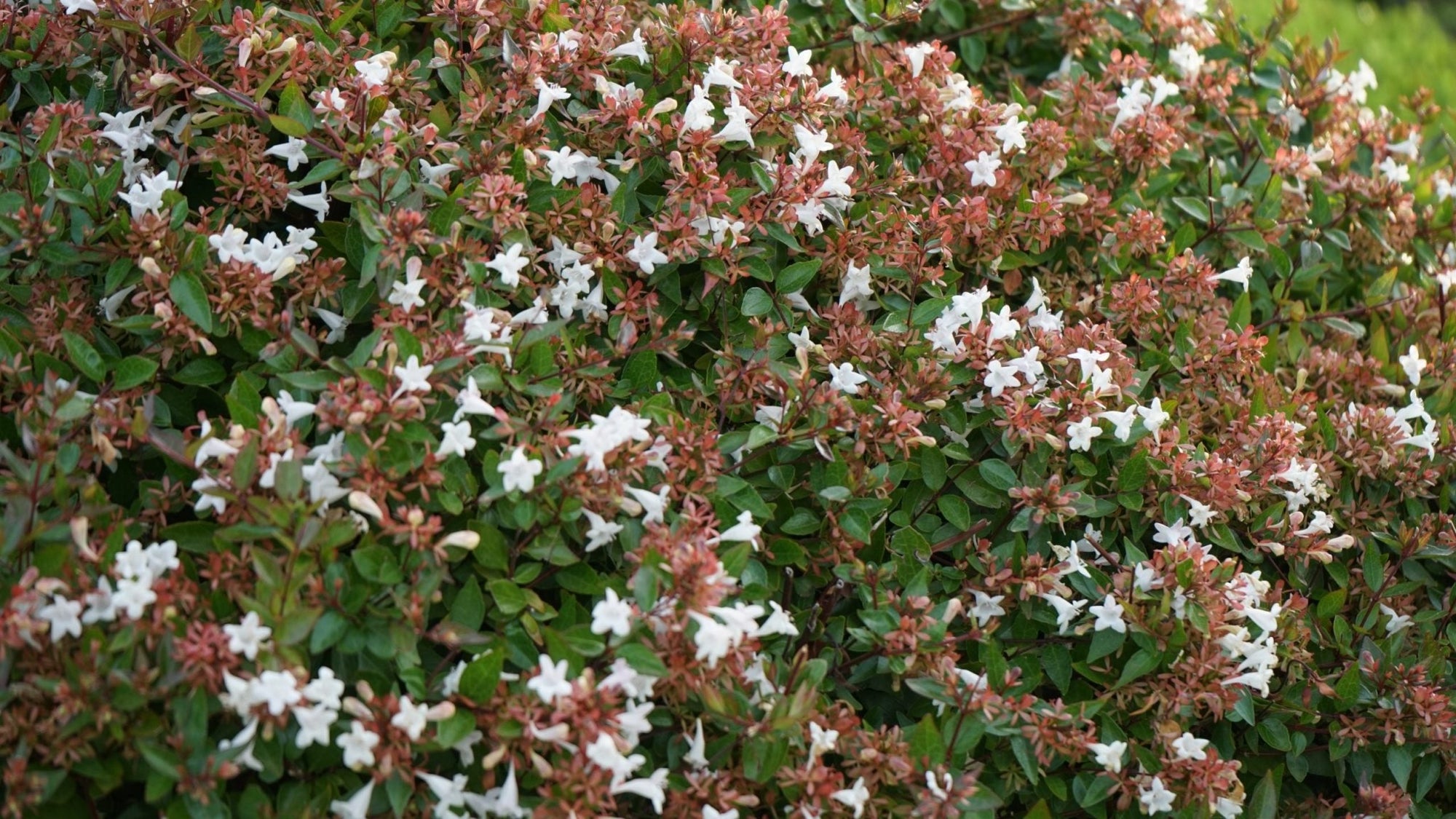 Glossy Abelia Dwarf (Abelia grandiflora) - Ladybird Nursery