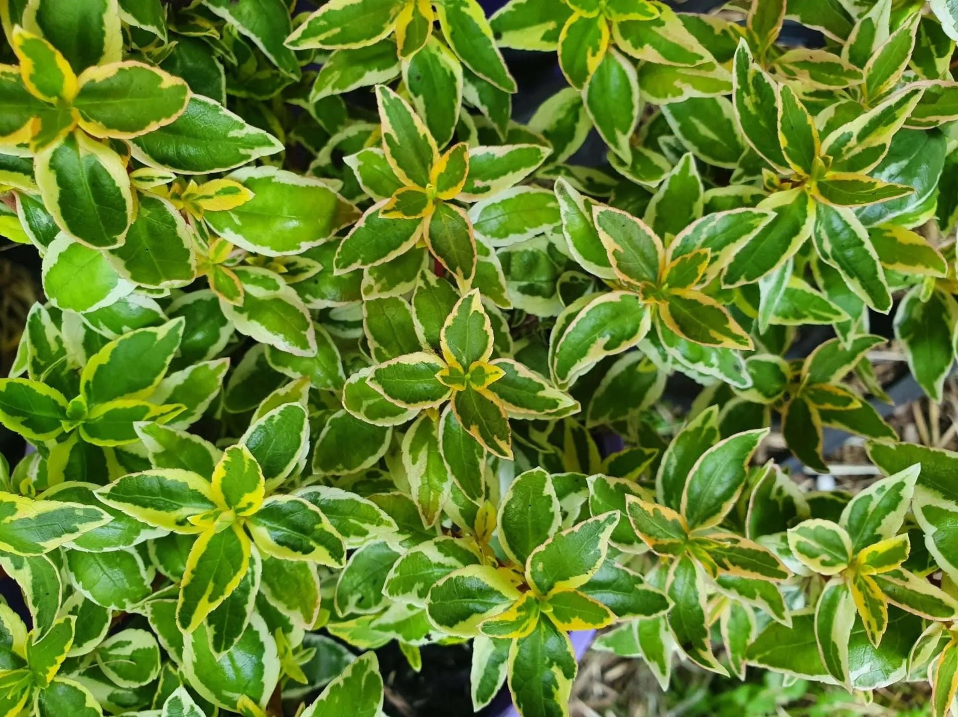 Glossy Abelia Splice (Abelia Lime) - Ladybird Nursery