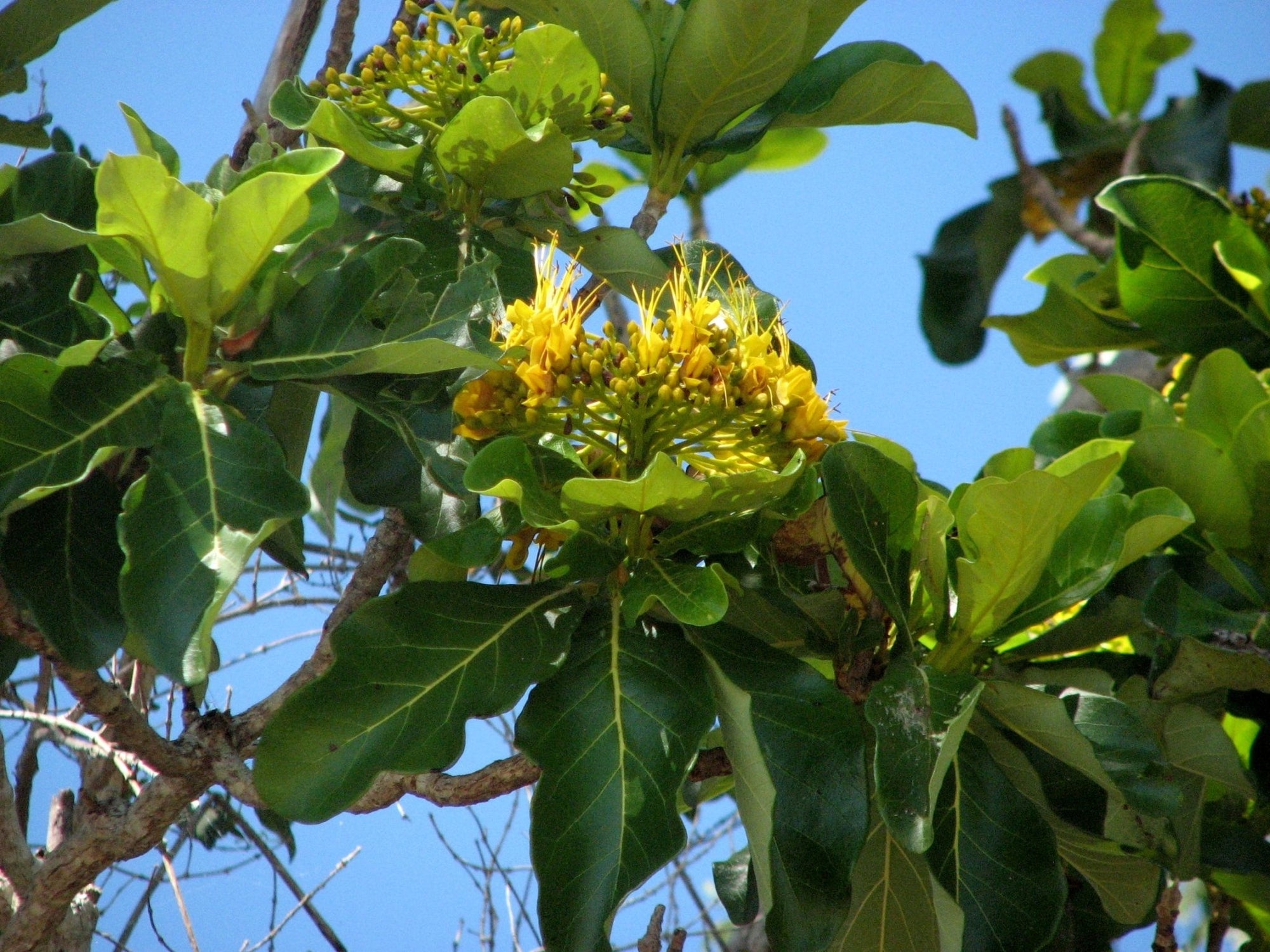 Golden Bouquet Tree (Deplanchea tetraphylla) - Ladybird Nursery