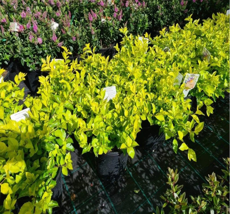 Golden Dewdrop Sheenas Minigold (Duranta erecta)