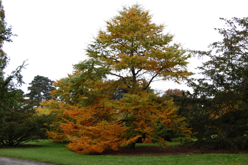 Golden Larch (Pseudolarix amabilis)