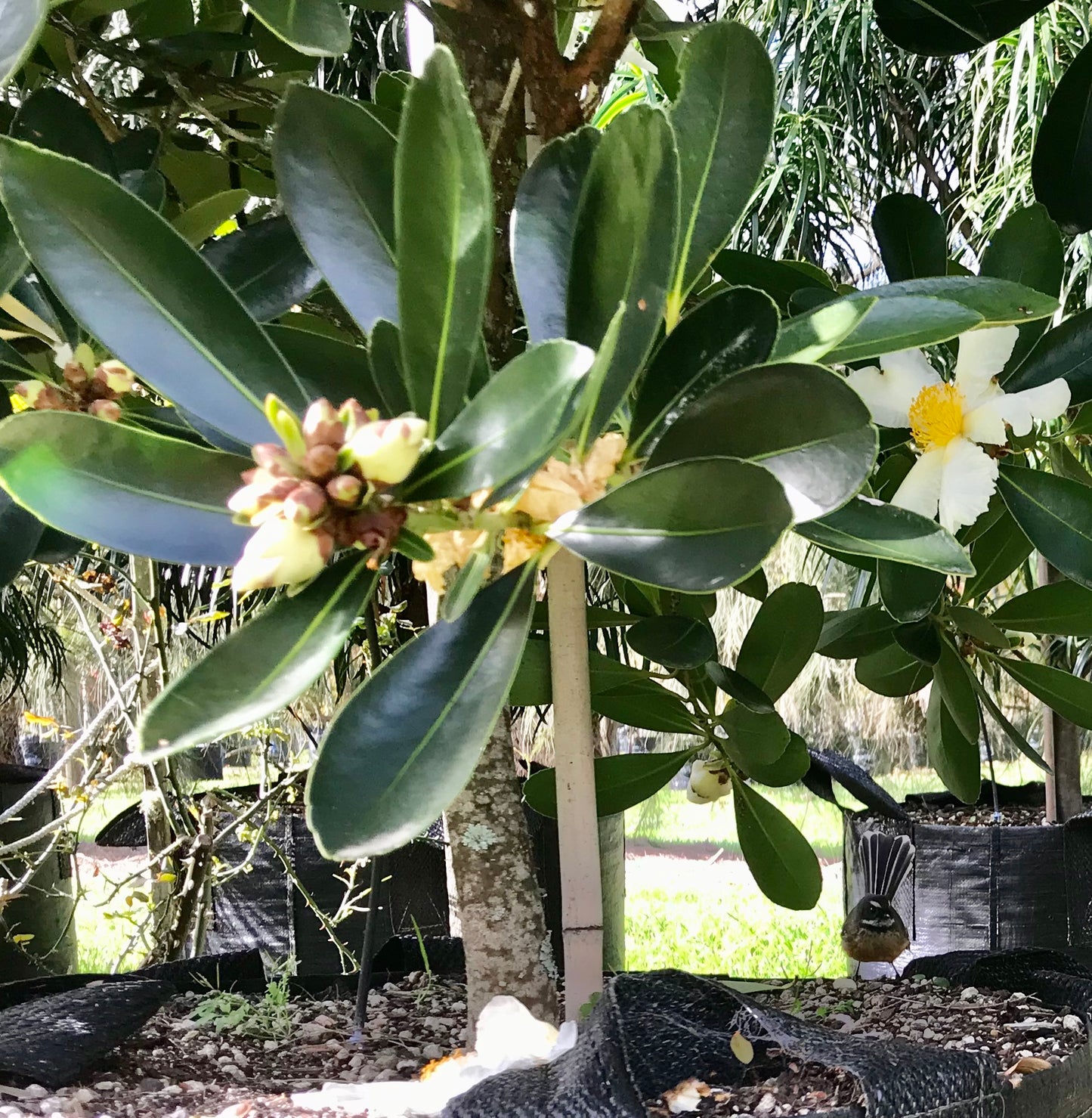 Fried Egg Plant (Gordonia axillaris)