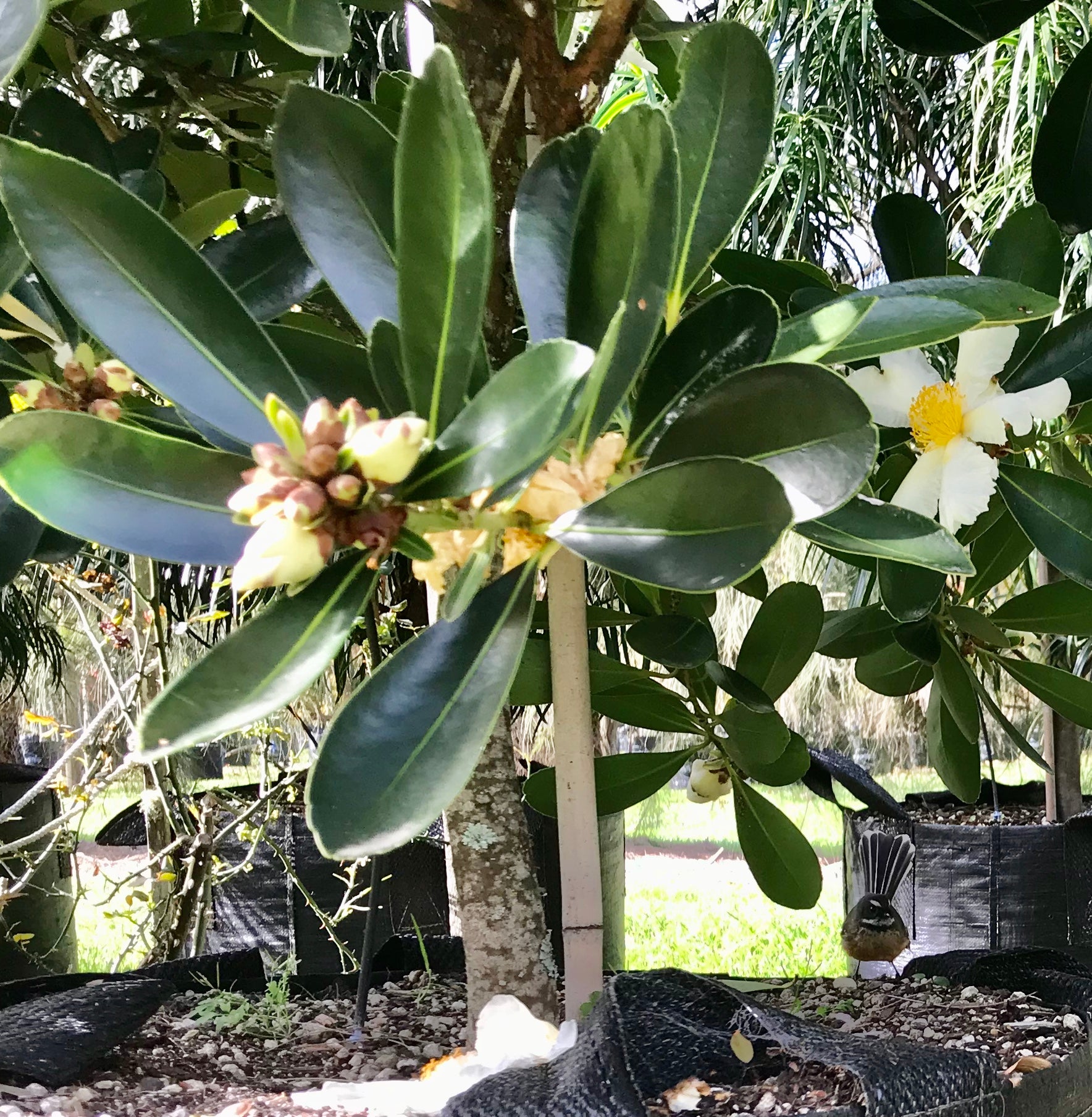 Fried Egg Plant (Gordonia axillaris)