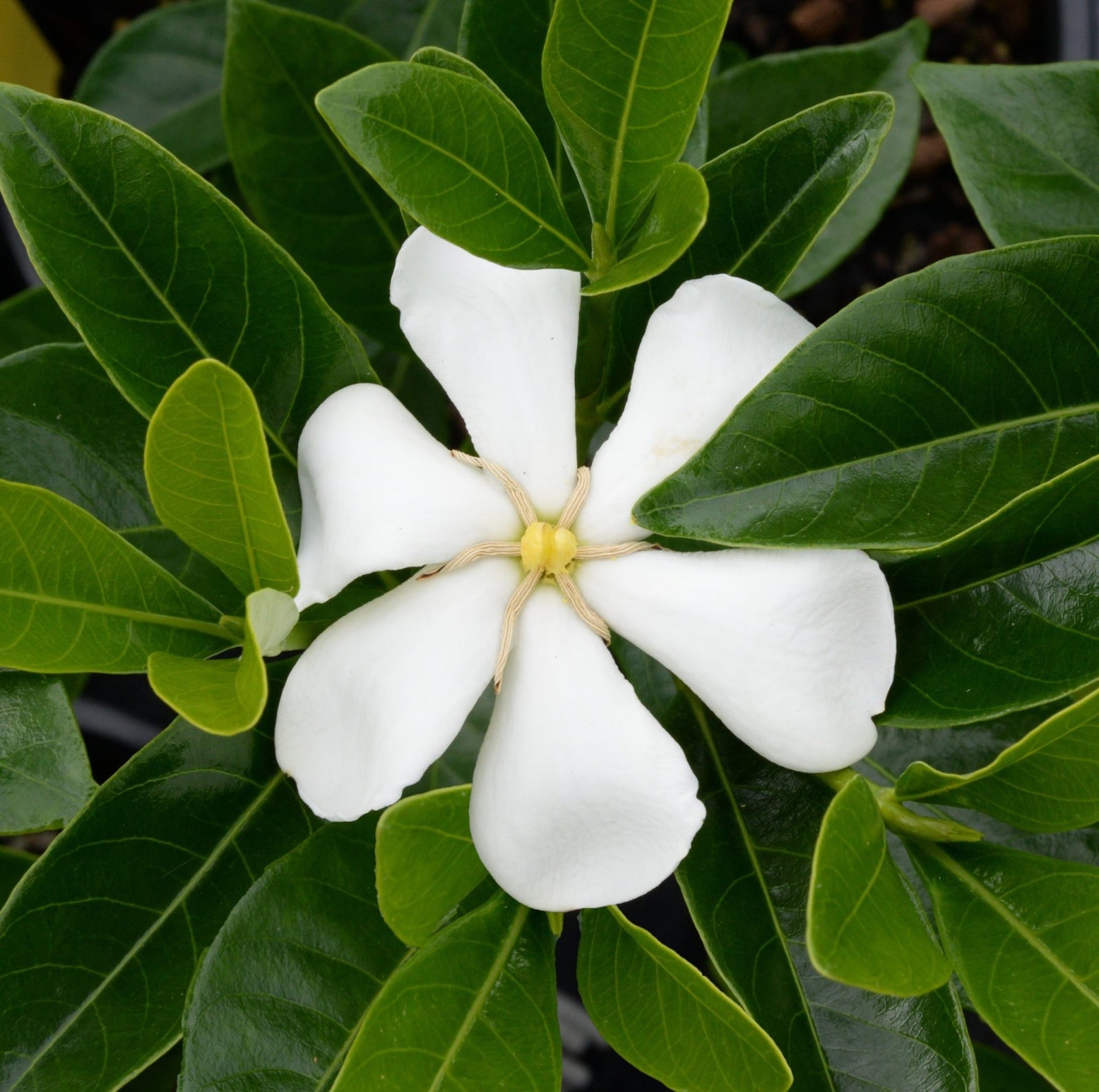 Gardenia White Star (Gardenia psidioides) - Ladybird Nursery