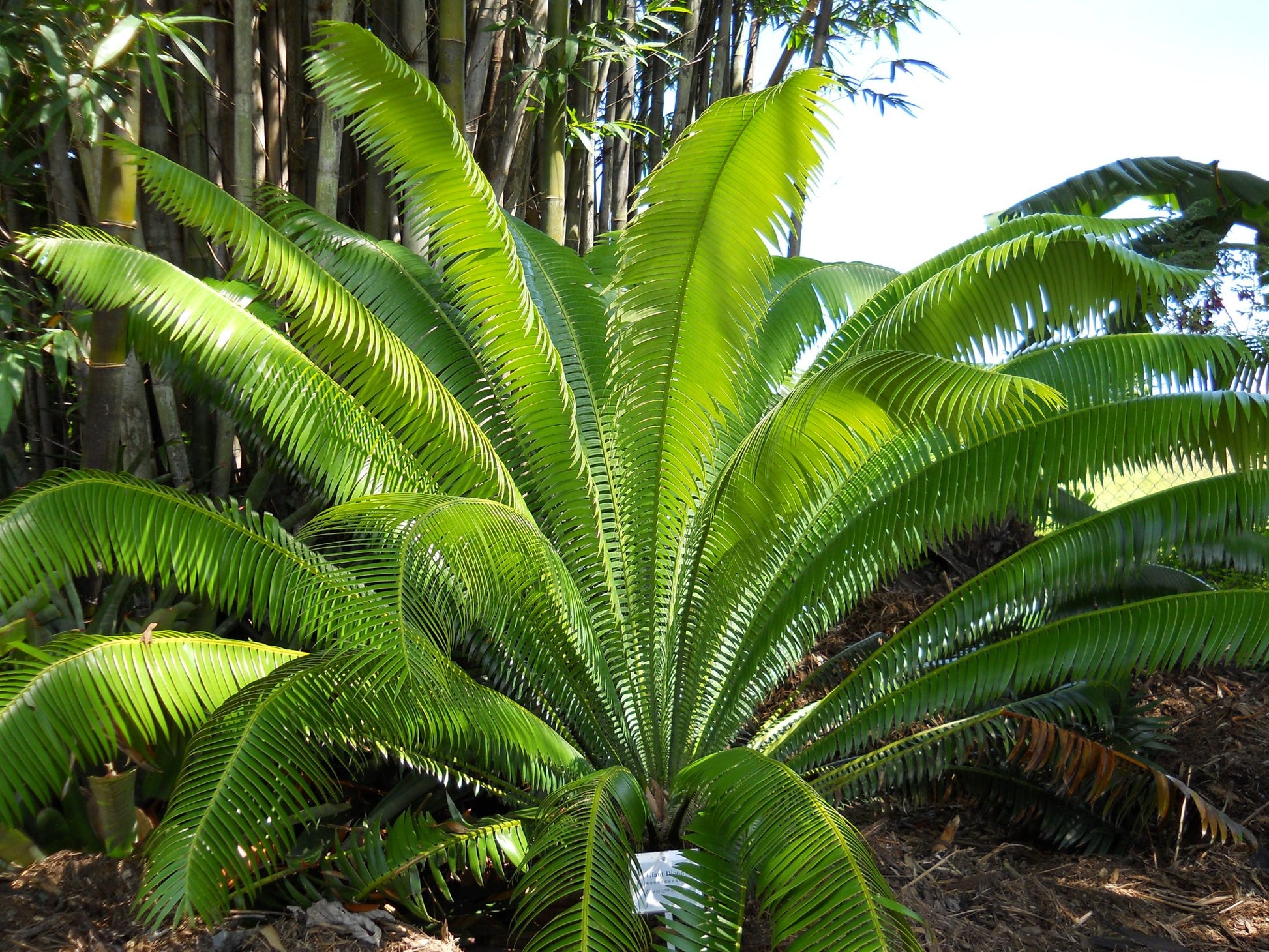 Giant Dioon (Dioon spinulosum)