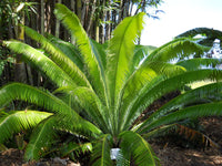 Giant Dioon (Dioon spinulosum)