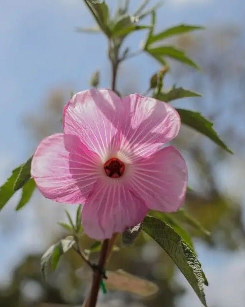 Flamingo Boronia (Boronia Flamingo) - Ladybird Nursery