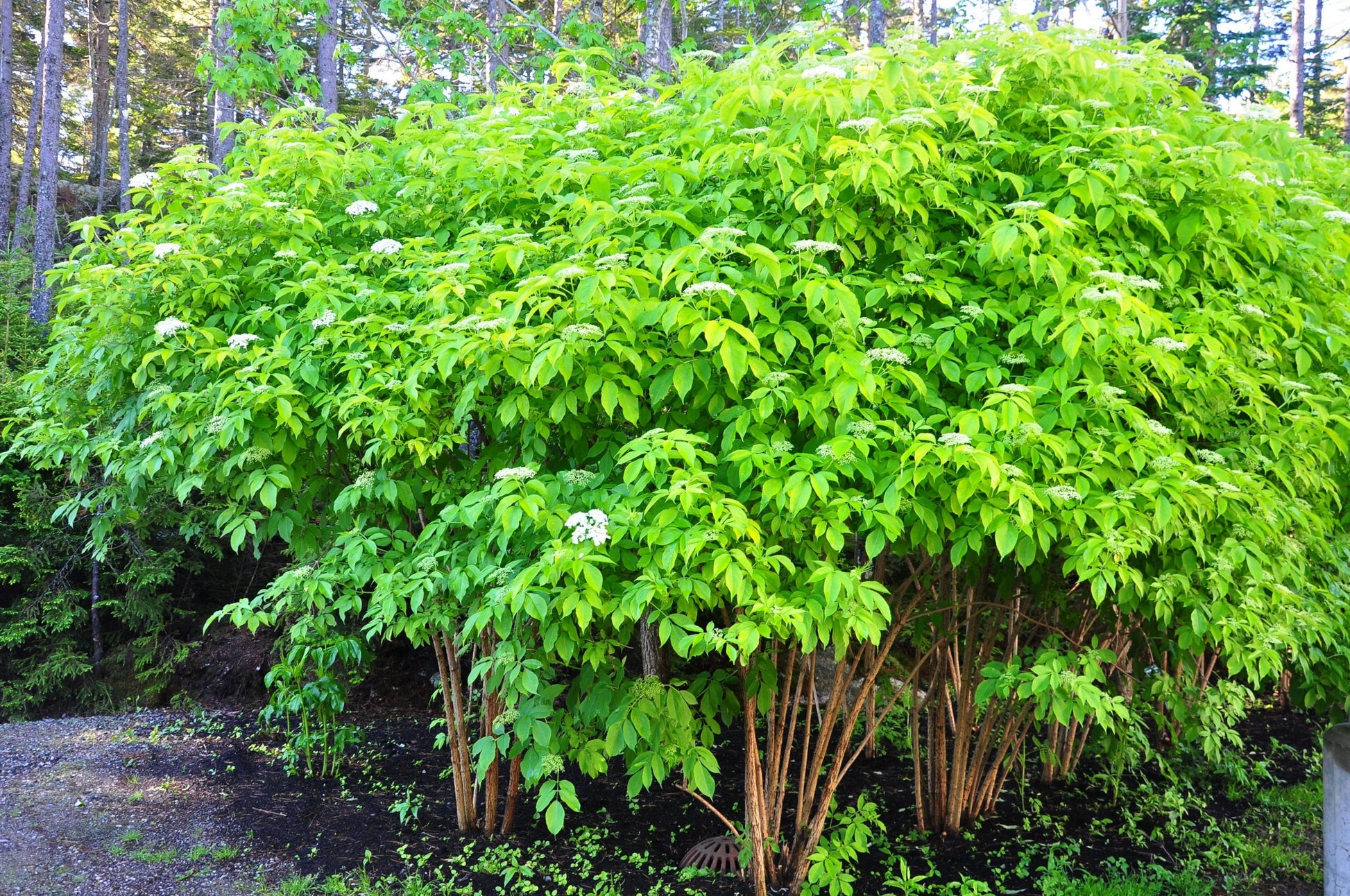 Golden Elderberry Aurea (Sambucus nigra)