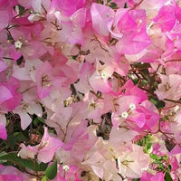 Bougainvillea ‘Majik’ (Bougainvillea Bambino™)