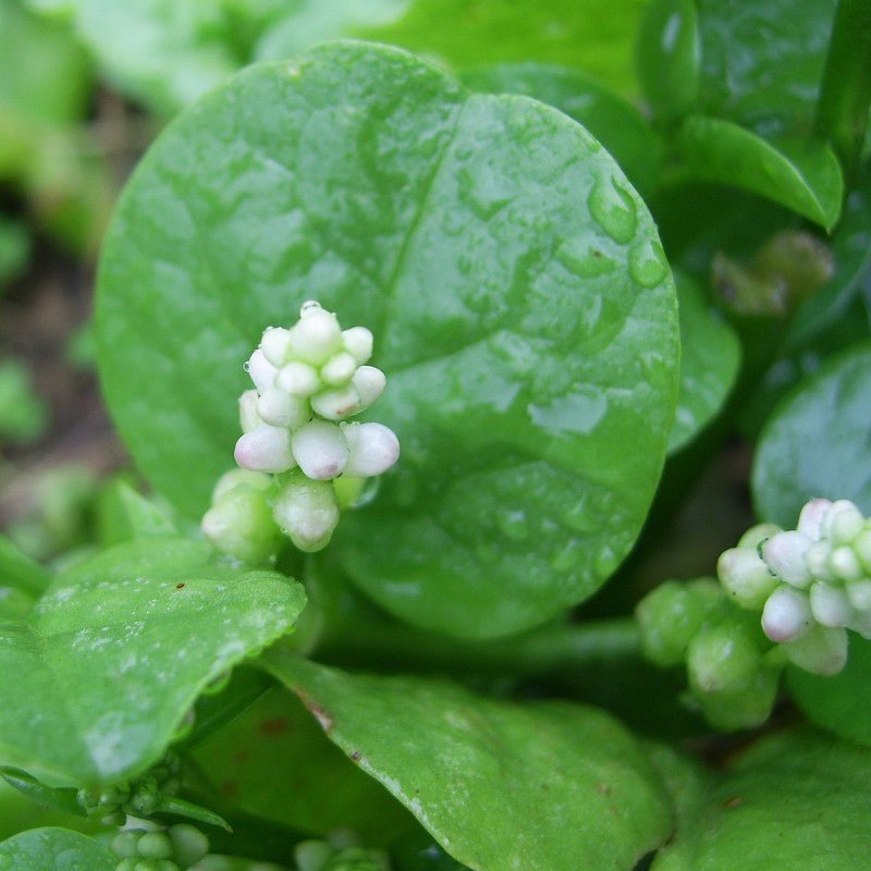 Ceylon Spinach Little Emerald (Tabernaemontana corymbosa) - Ladybird Nursery