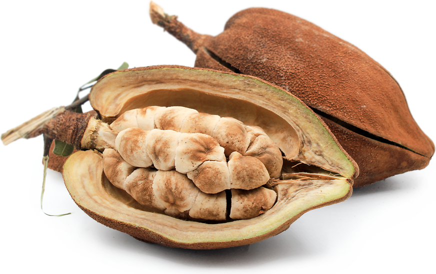 Money Tree (Pachira aquatica)