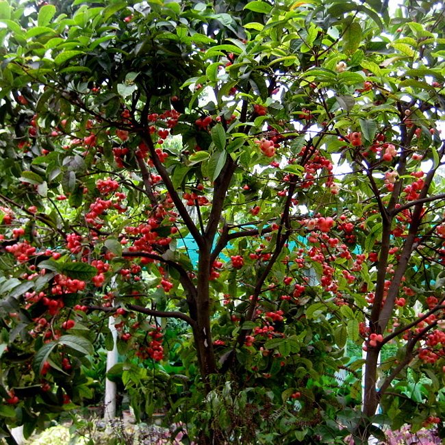 Malay Apple Fruit Tree (large size)