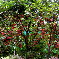 Malay Apple Fruit Tree (large size)