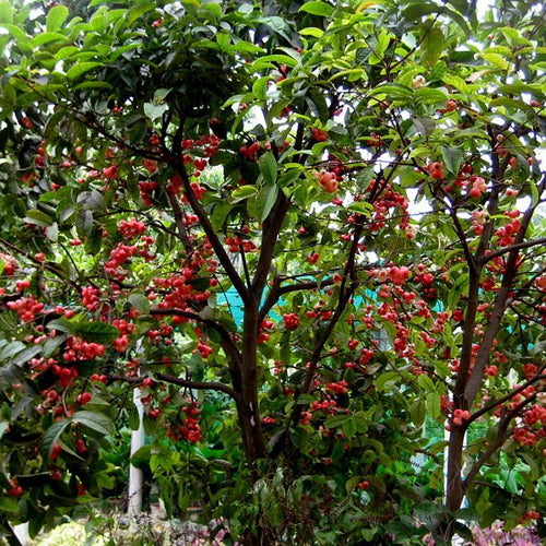 Malay Apple Fruit Tree (large size) - Ladybird Nursery
