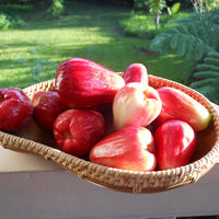 Malay Apple Fruit Tree (large size)