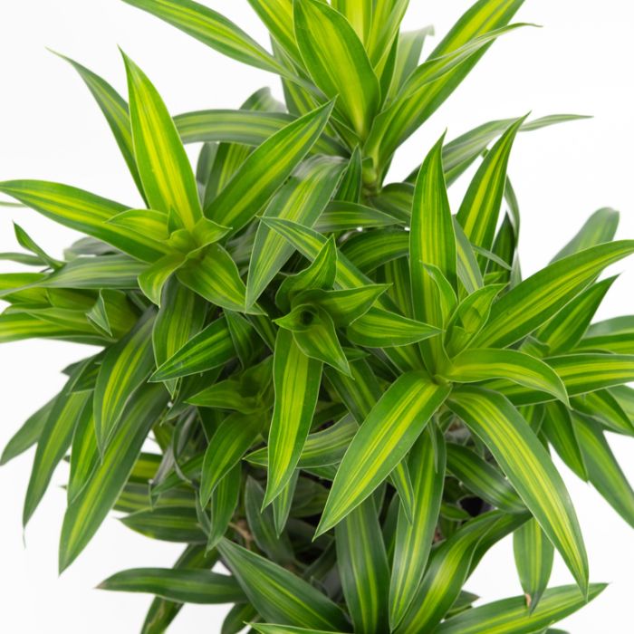 Dracaena 'Malay Stripe' (Pleomele) - Large