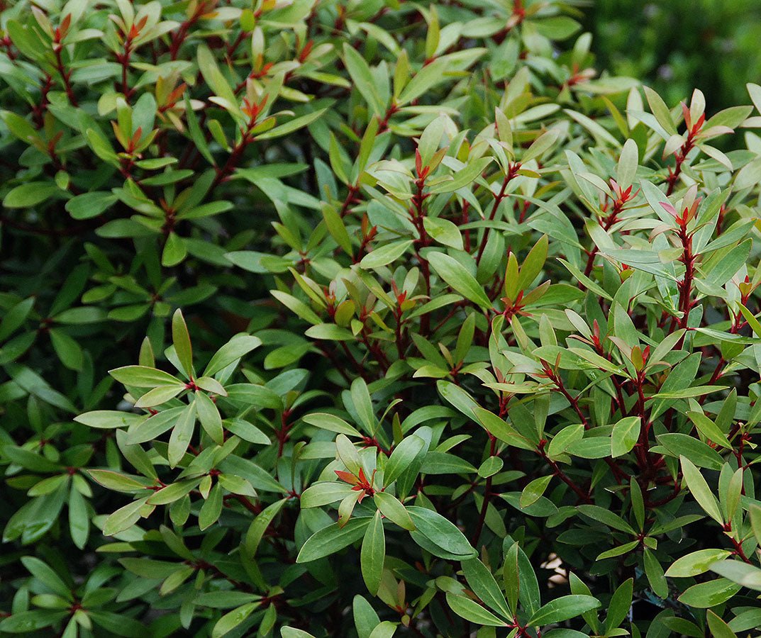 Native Mountain Pepper (Tasmannia lanceolata) MALE - Ladybird Nursery