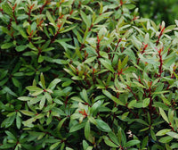 Native Mountain Pepper (Tasmannia lanceolata) MALE - Ladybird Nursery